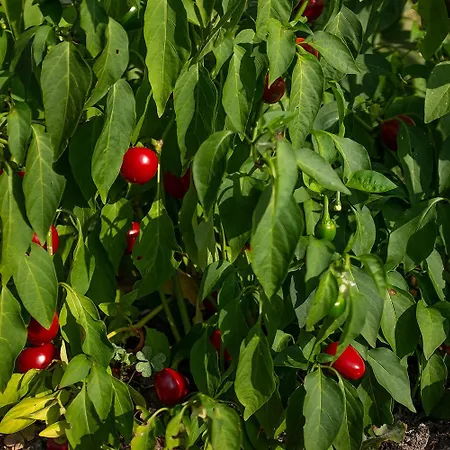 Apartamento Ca' Pasquin *