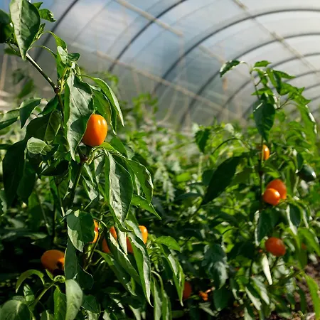 Ca' Pasquin Roccaverano