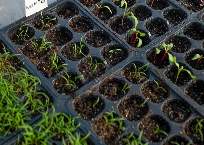 Apartman Ca' Pasquin *