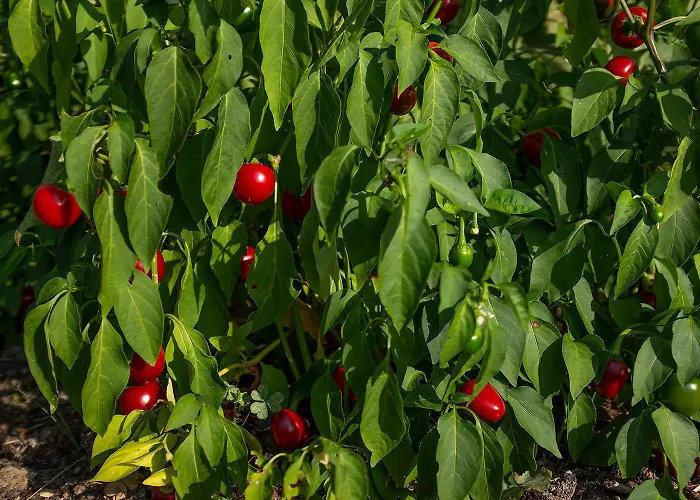 Apartman Ca' Pasquin *