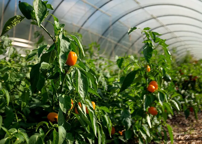 Ca' Pasquin Roccaverano